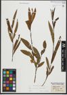 Foto von Salix purpurea L. x Salix viminalis L.